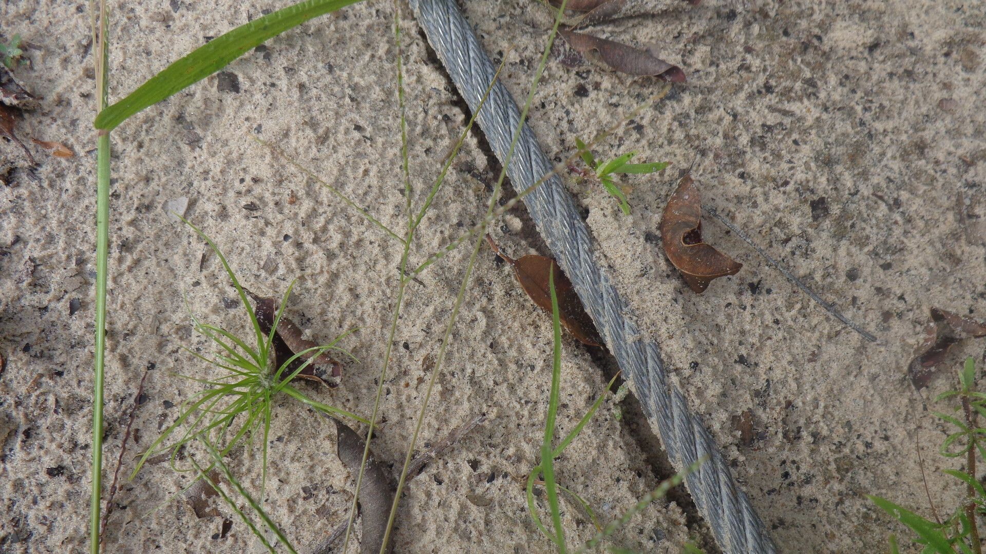 Digitaria filiformis — houseplant care guide