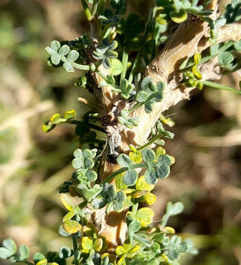 Adesmia trijuga leaf