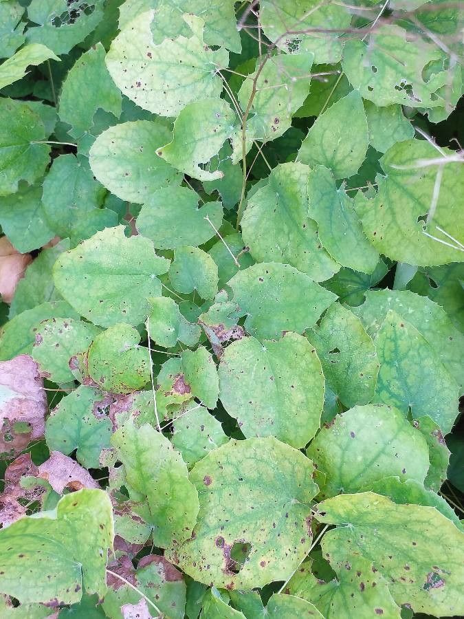 Epimedium brevicornu leaf