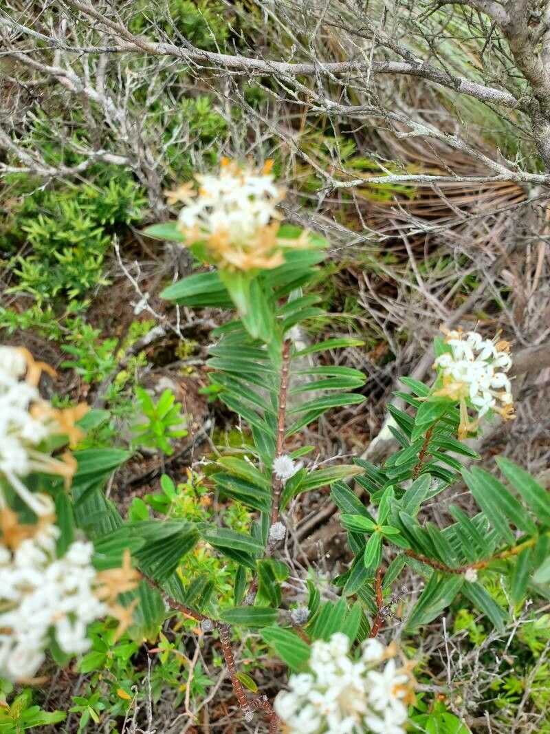 Pimelea linifolia other