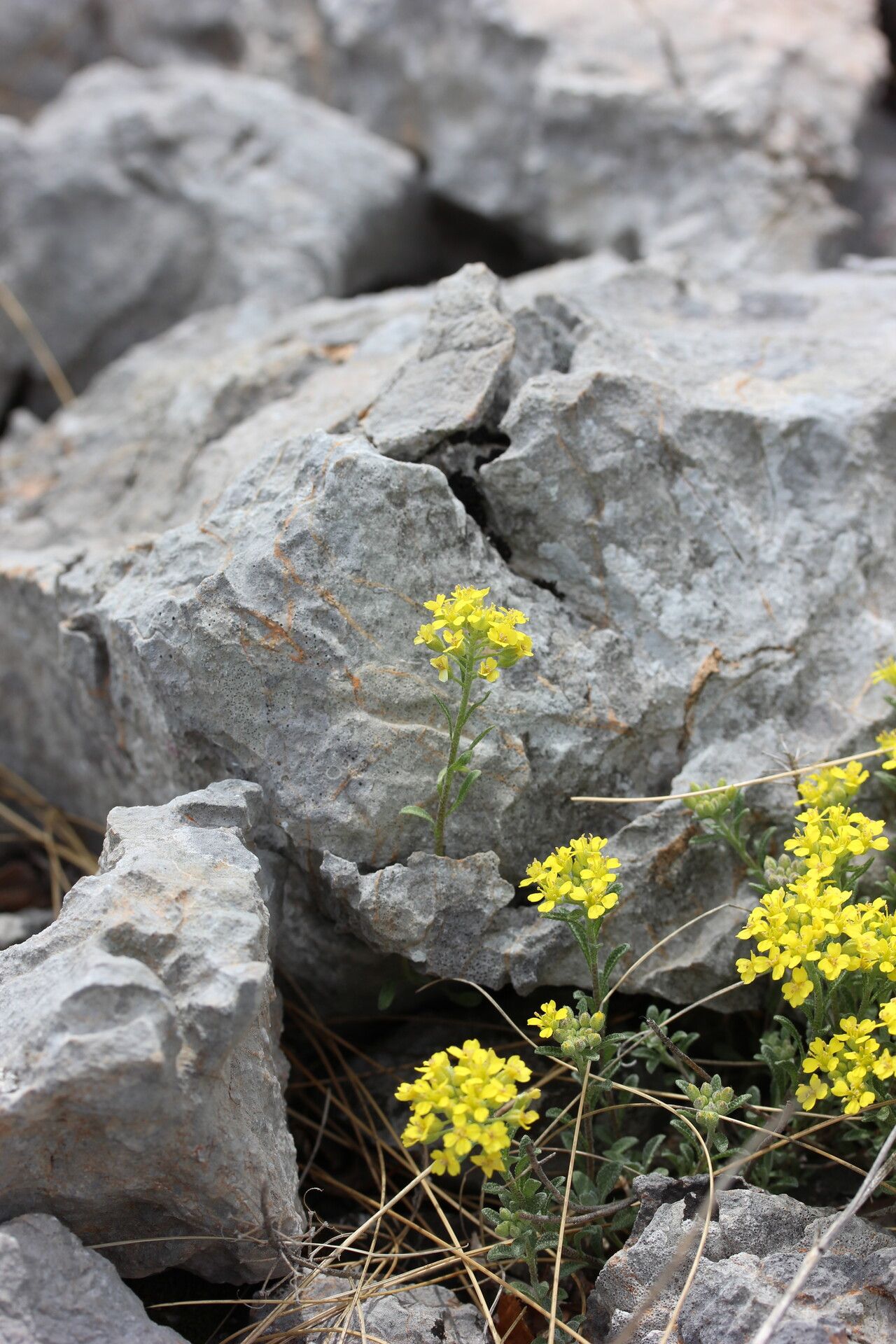 Alyssum austrodalmaticum habit