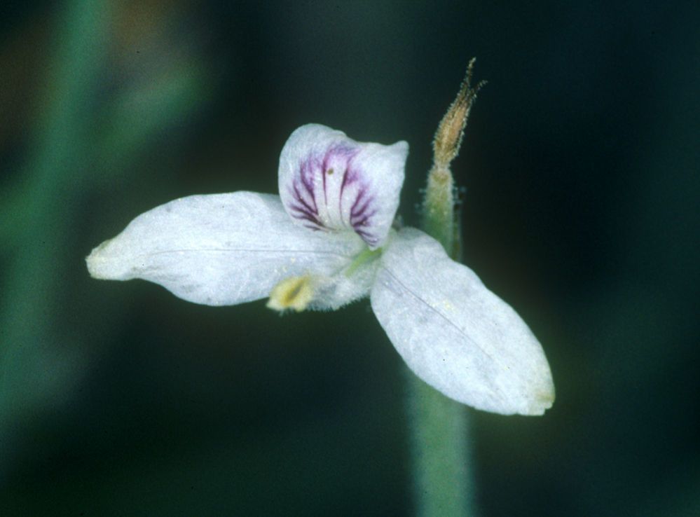 Carlowrightia arizonica flower