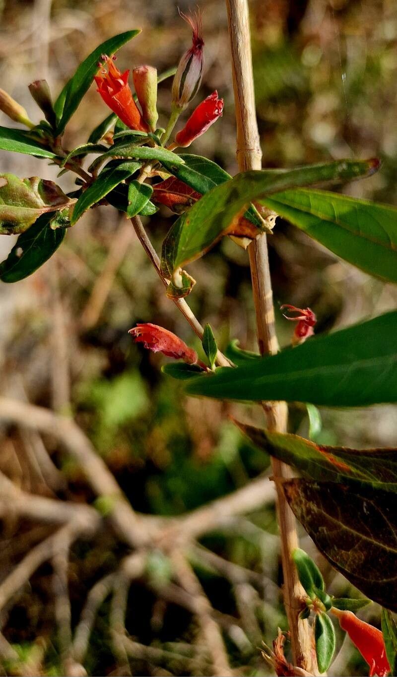Woodfordia uniflora flower