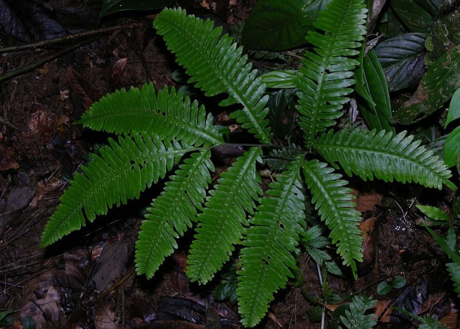 Pteris pungens leaf