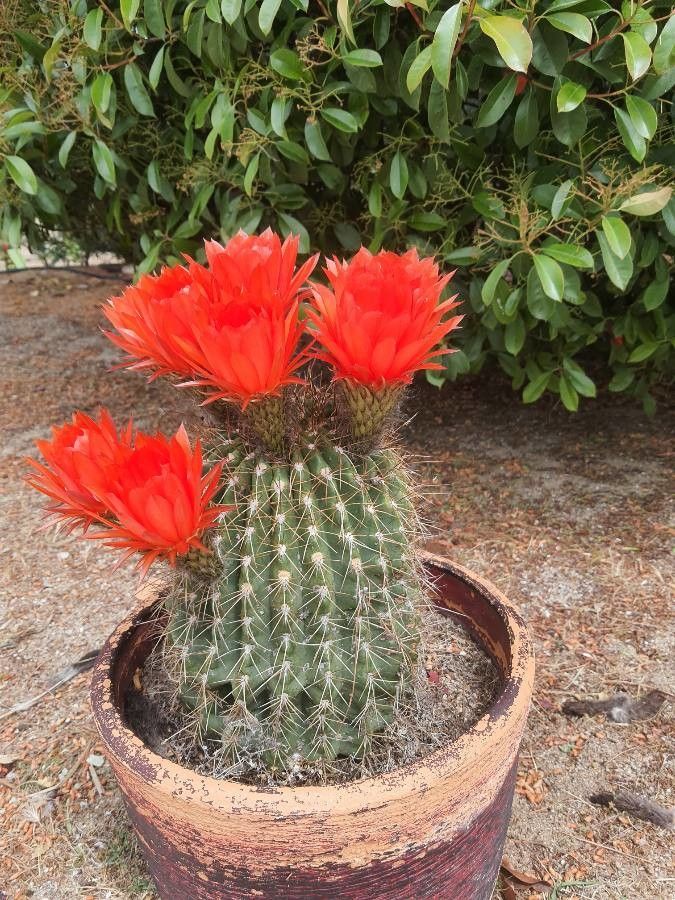 Lobivia bruchii leaf