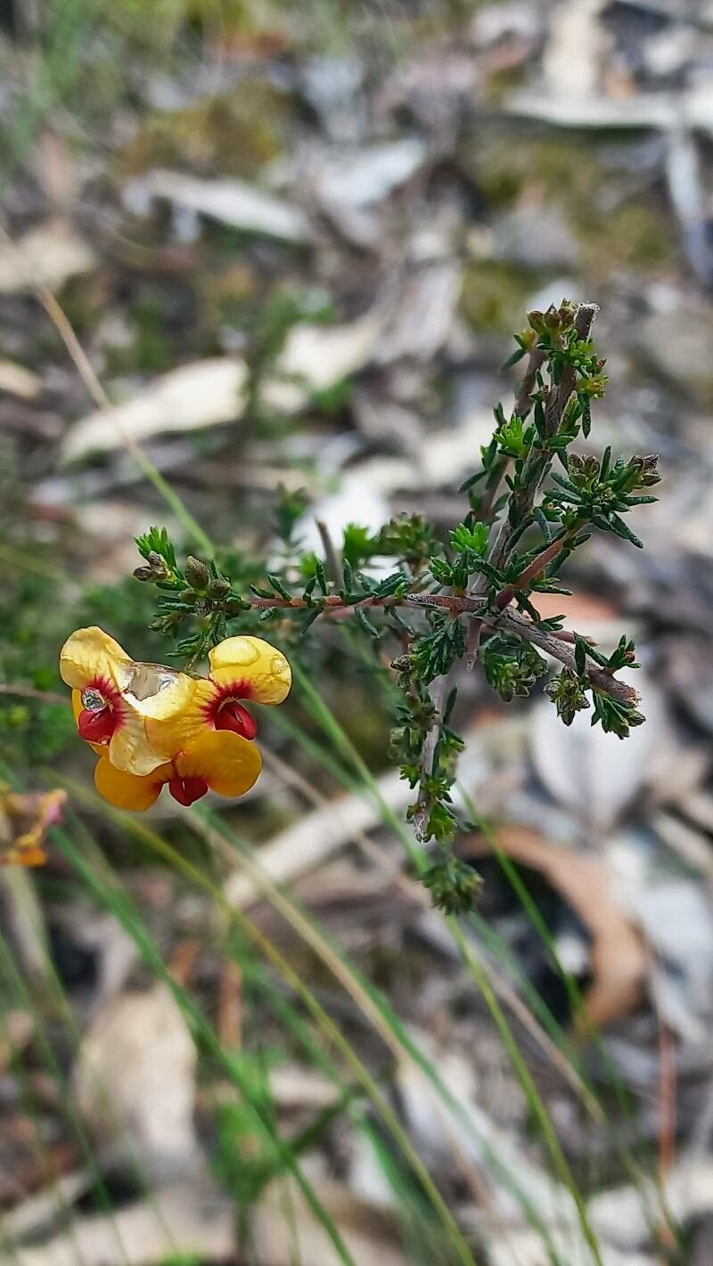 Dillwynia phylicoides — related species from the same genus