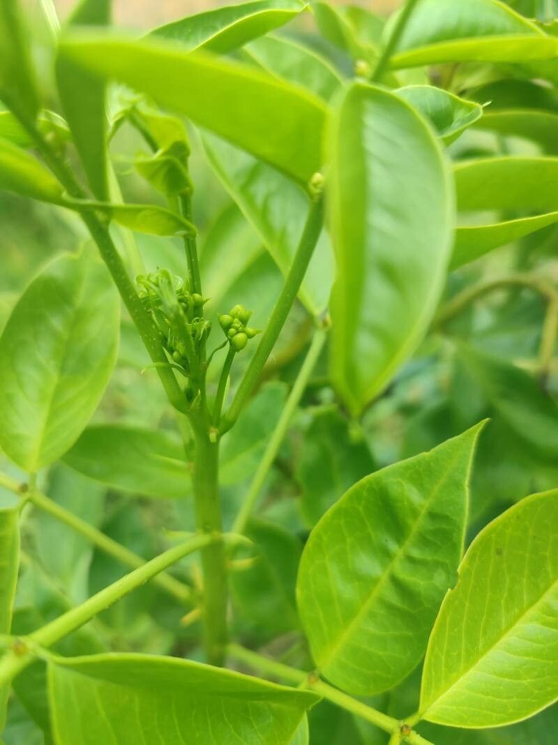Senna pistaciifolia other