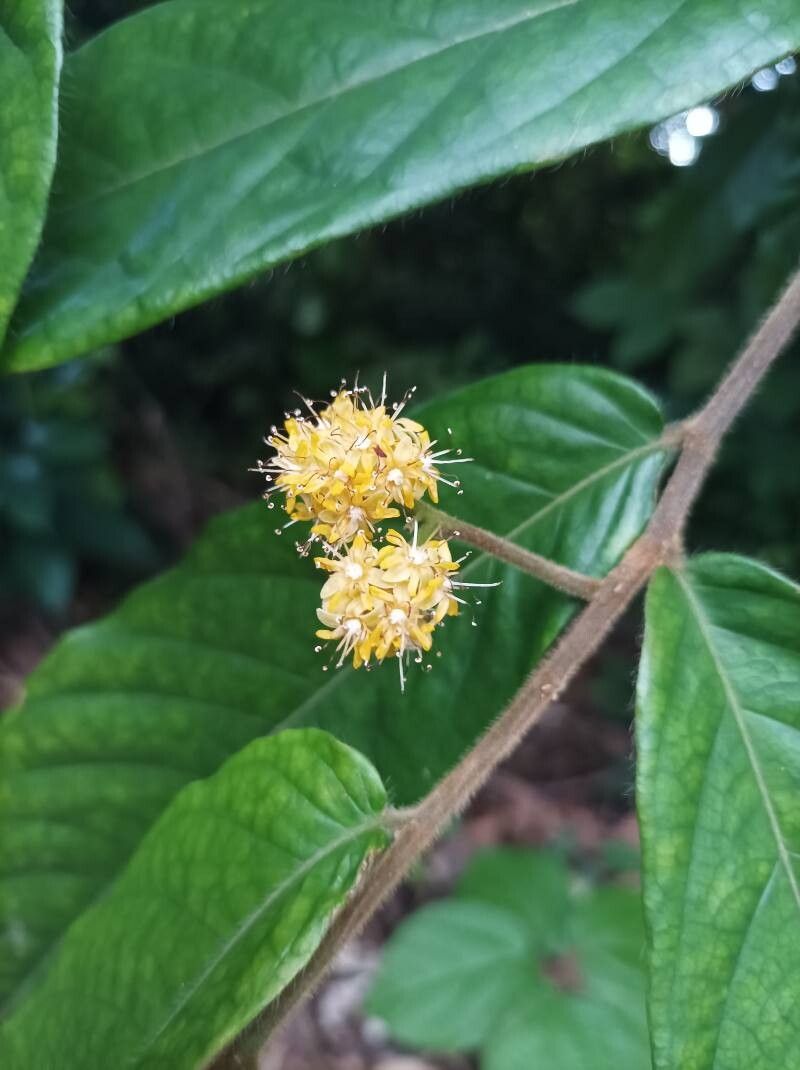 Dichapetalum lujae flower
