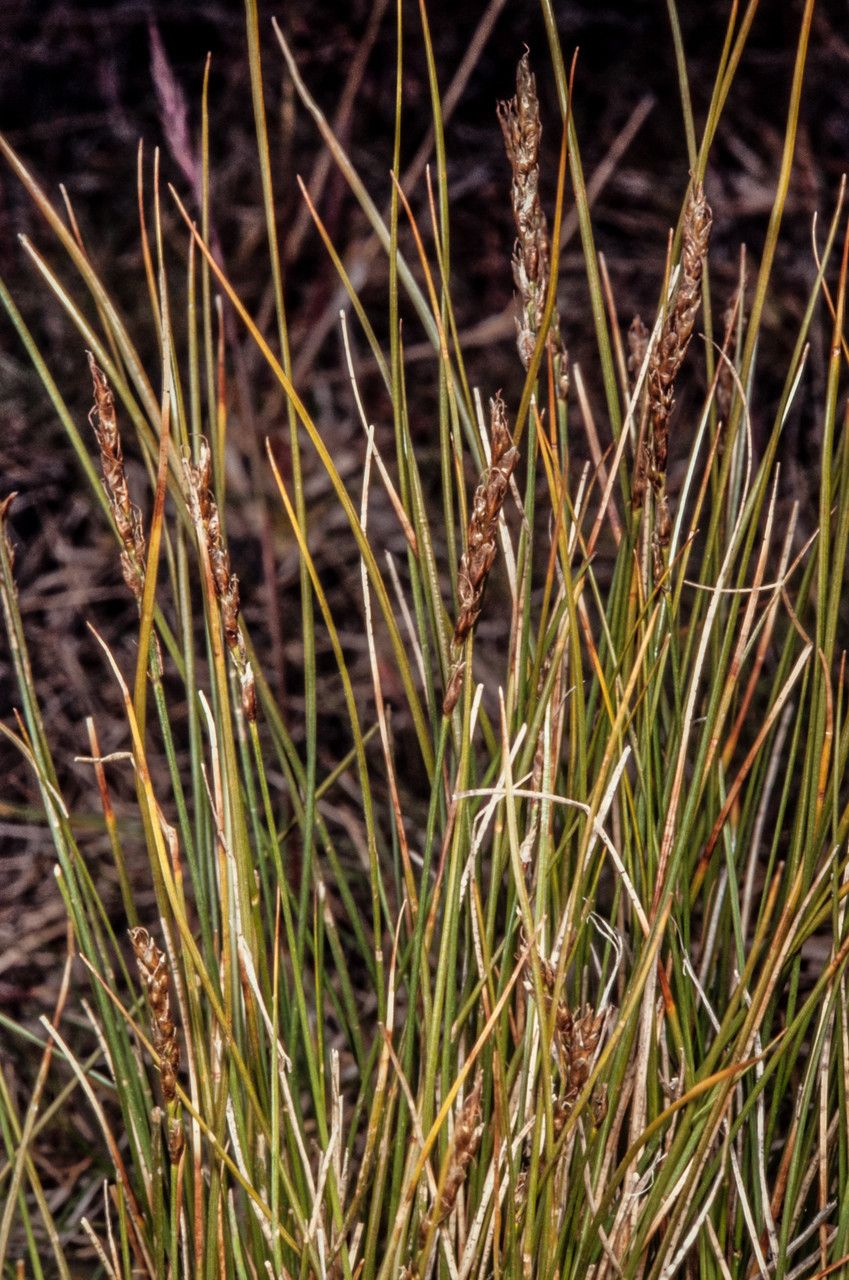Carex myosuroides flower