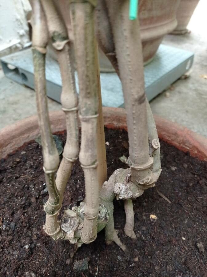 Sanchezia oblonga bark