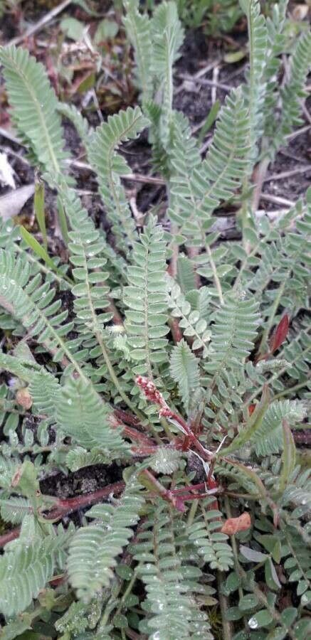 Ornithopus compressus leaf