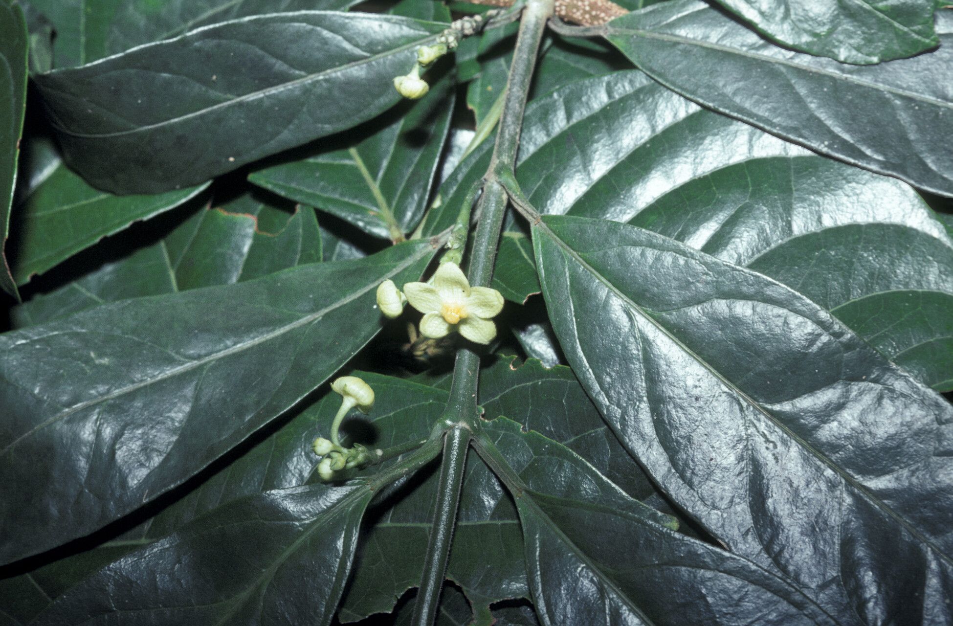 Matelea palustris flower
