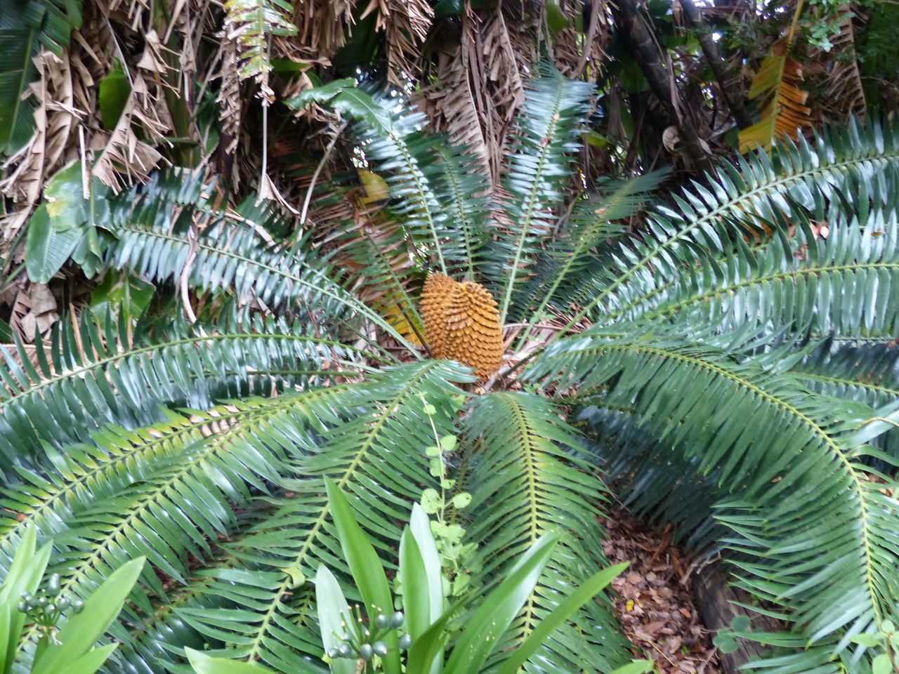 Encephalartos paucidentatus — search result for 'Eswatini'