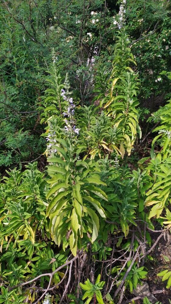 Salvia somalensis habit
