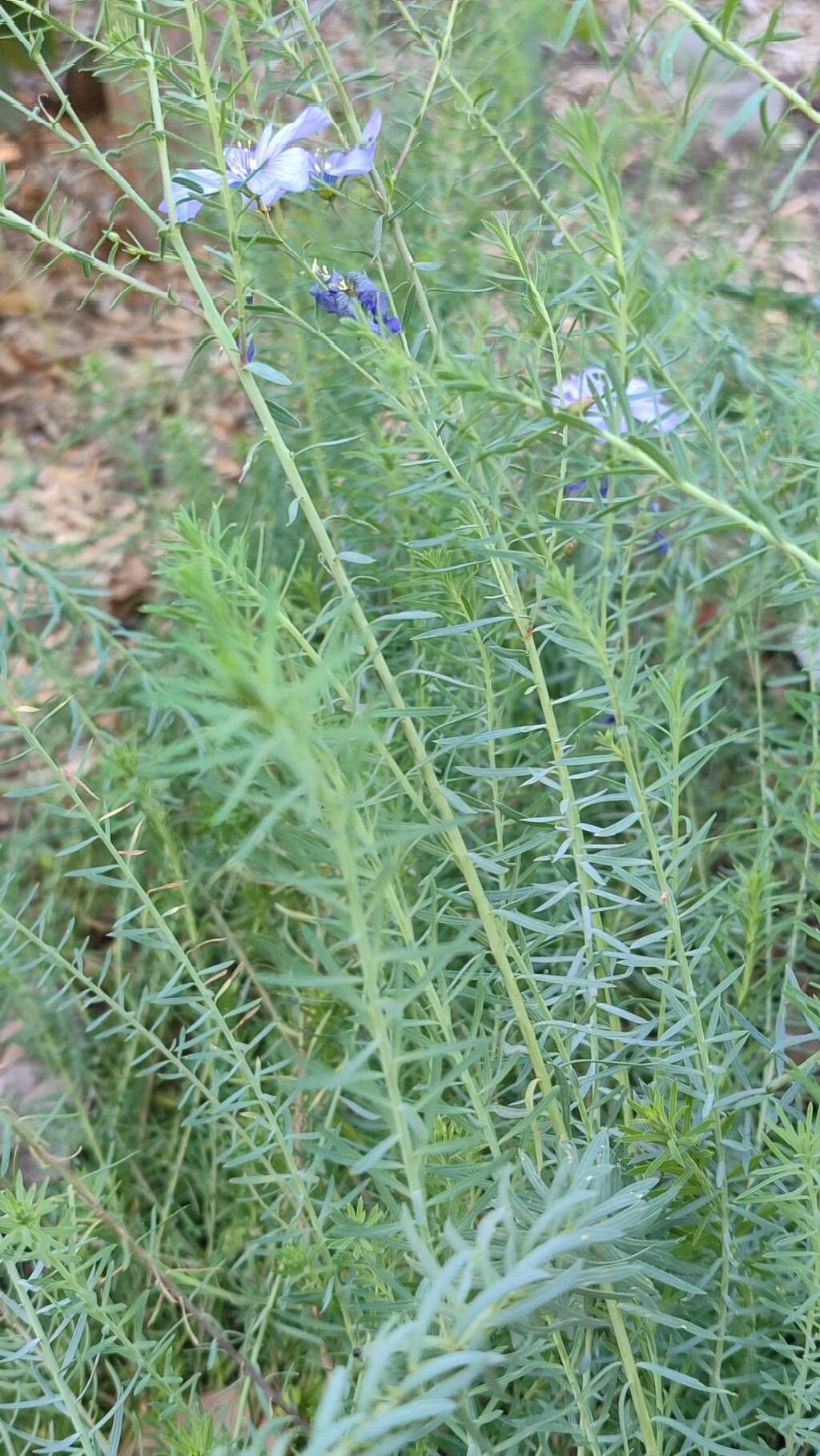 Linum altaicum habit