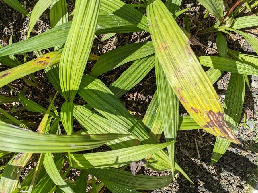 Spathoglottis kimballiana — related species from the same genus