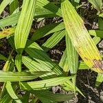 Spathoglottis kimballiana