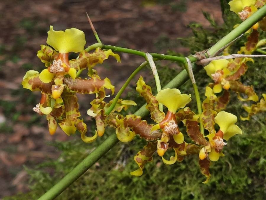 Oncidium lineoligerum flower