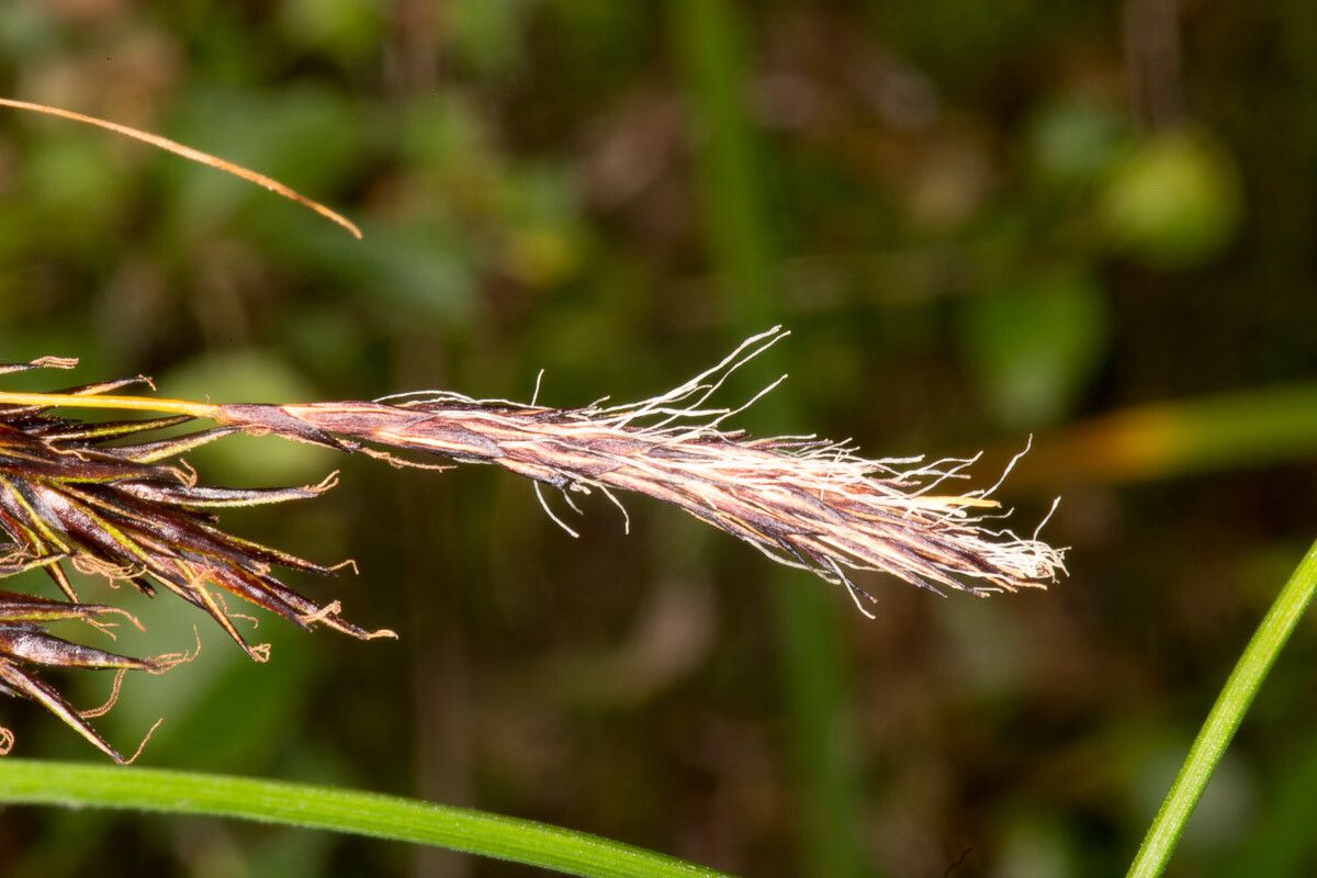Carex frigida — houseplant care guide