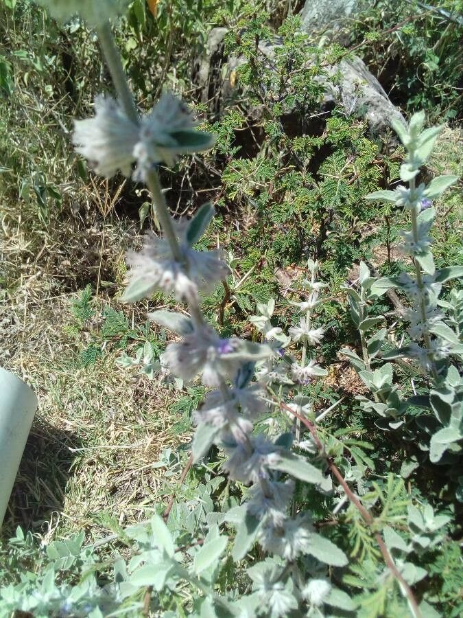 Hyptis albida flower