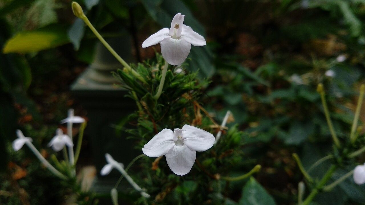 Justicia urophylla flower