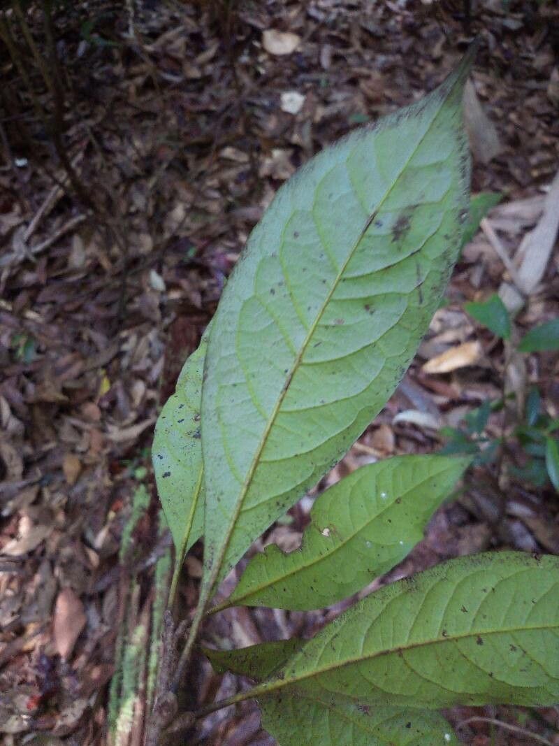 Aniba guianensis leaf