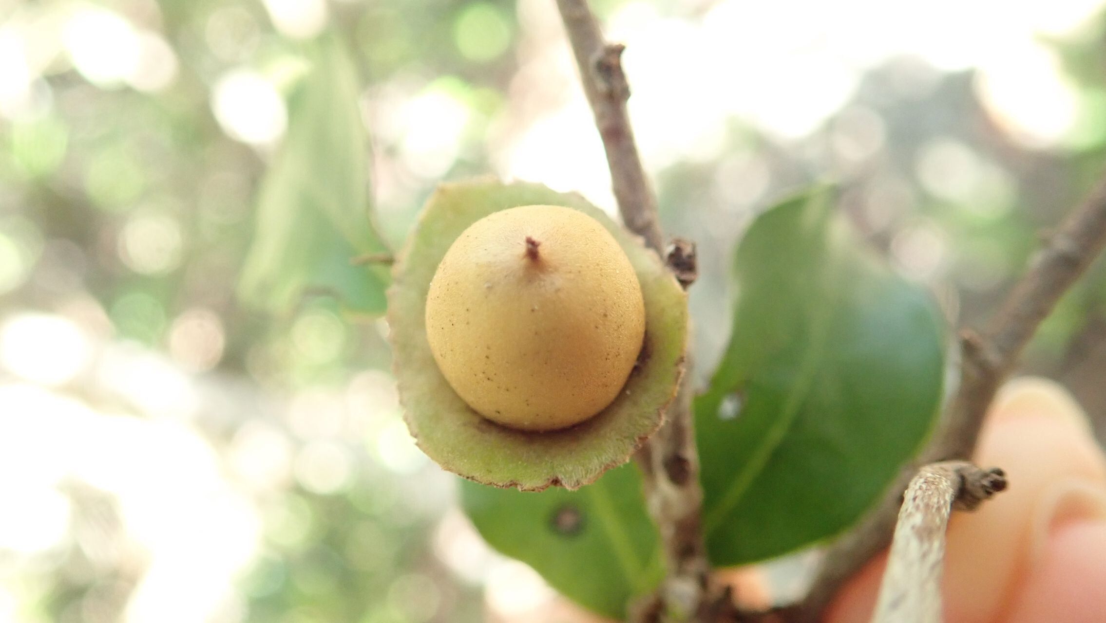 Diospyros calciphila fruit