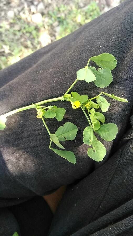Medicago turbinata leaf