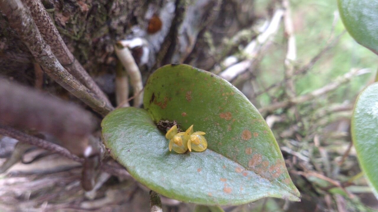 Pleurothallis phyllocardioides — houseplant care guide