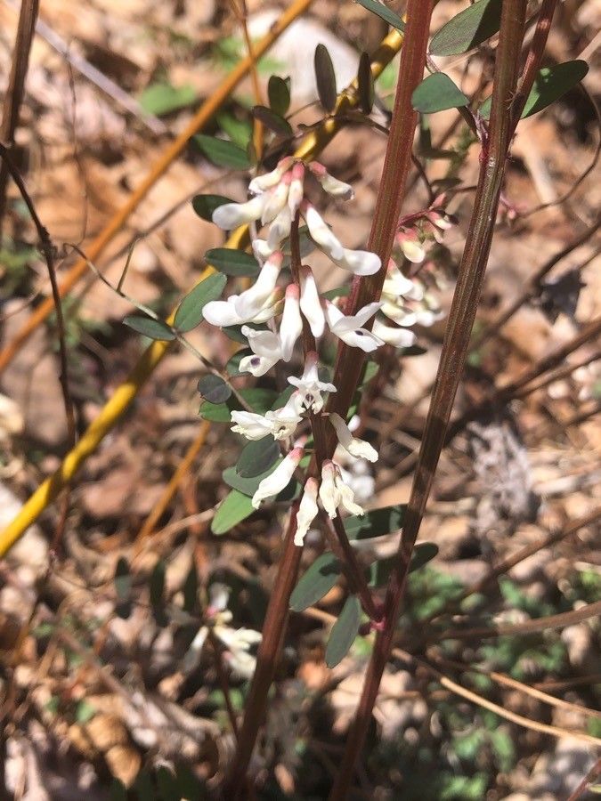 Vicia caroliniana flower