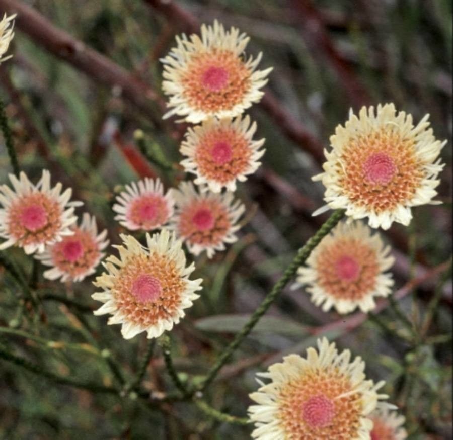 Actinodium cunninghamii flower
