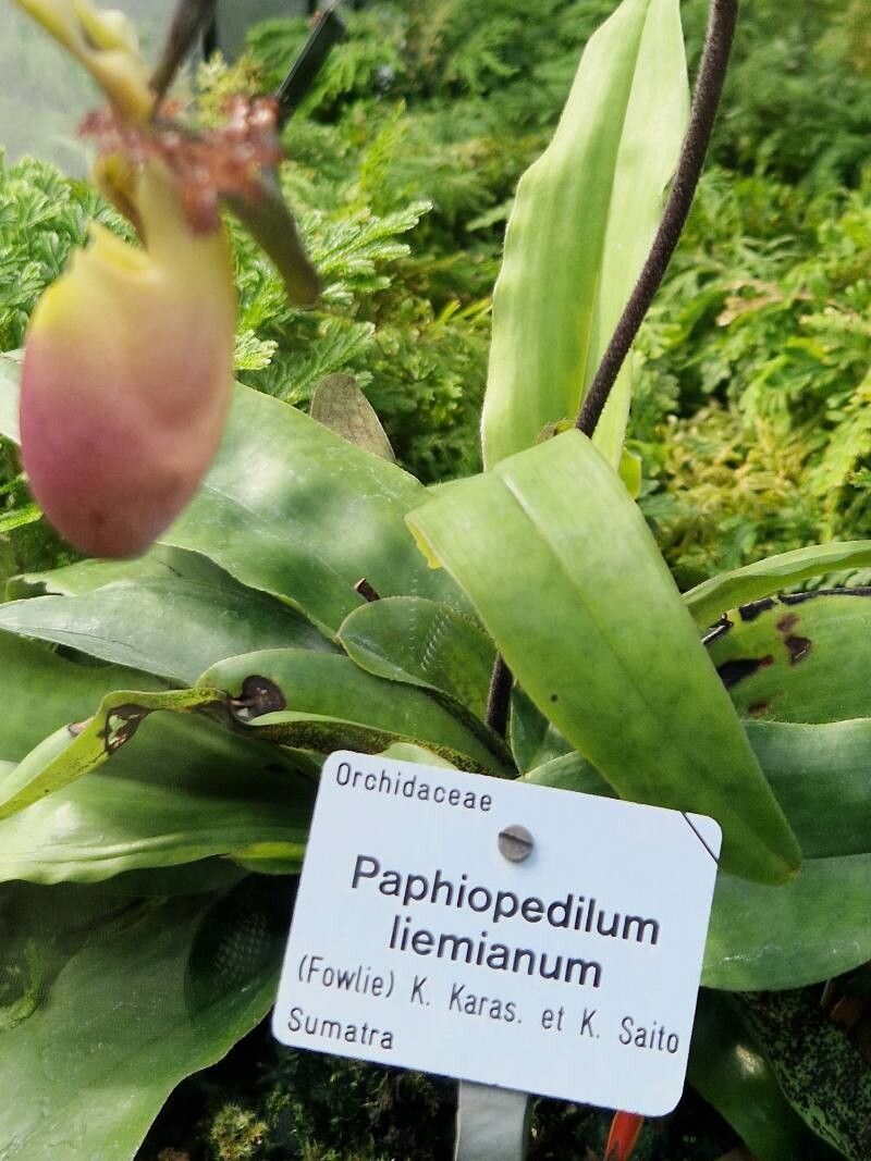 Paphiopedilum liemianum other