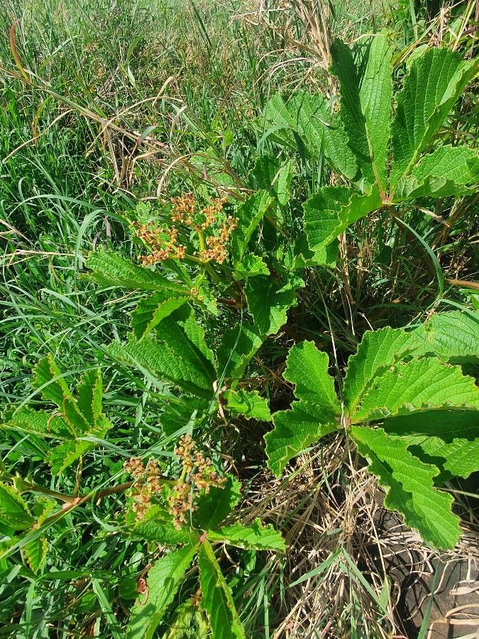 Cyphostemma cyphopetalum flower