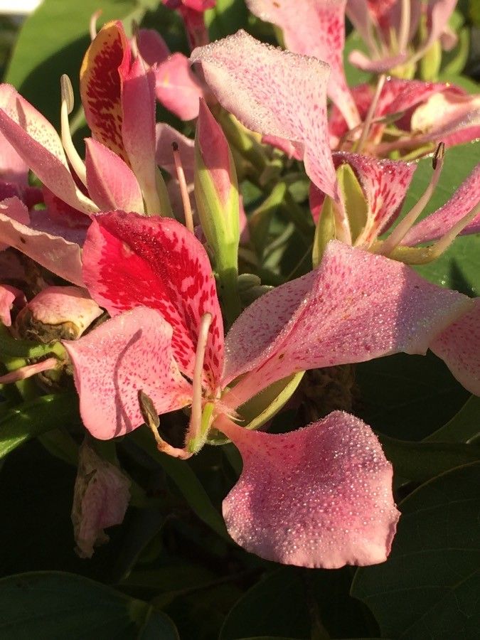 Bauhinia monandra flower