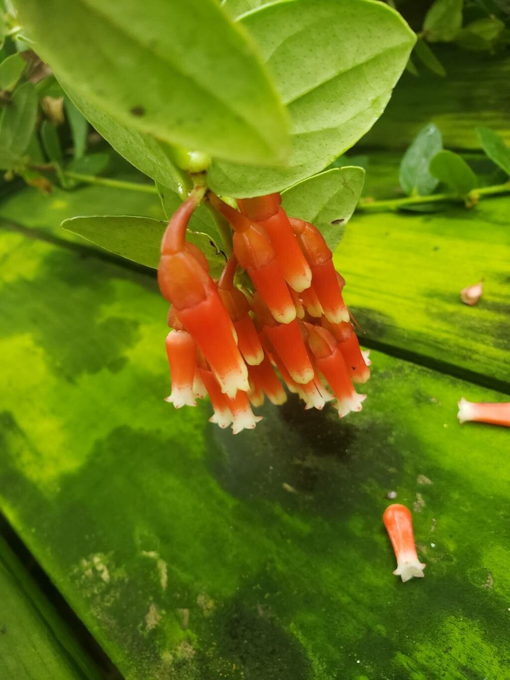 Macleania insignis flower