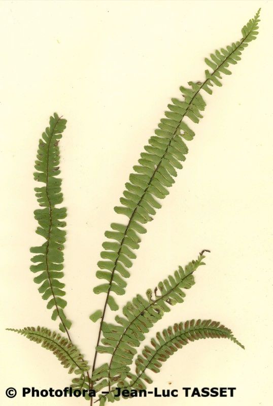 Asplenium monanthes habit