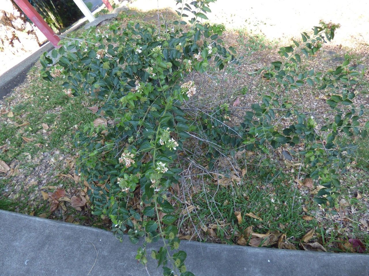 Jasminum auriculatum habit