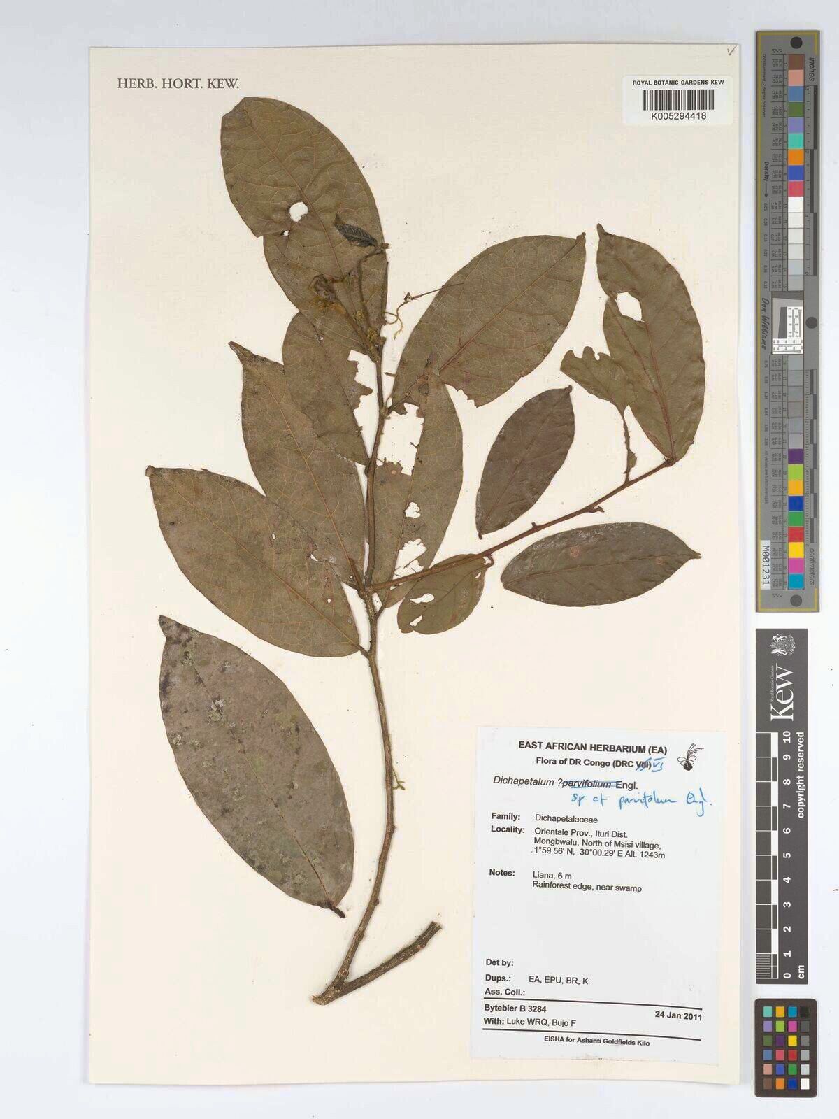 Dichapetalum parvifolium — houseplant care guide