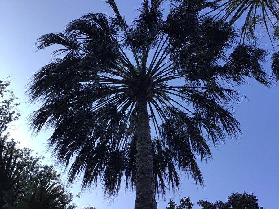 Livistona decora leaf