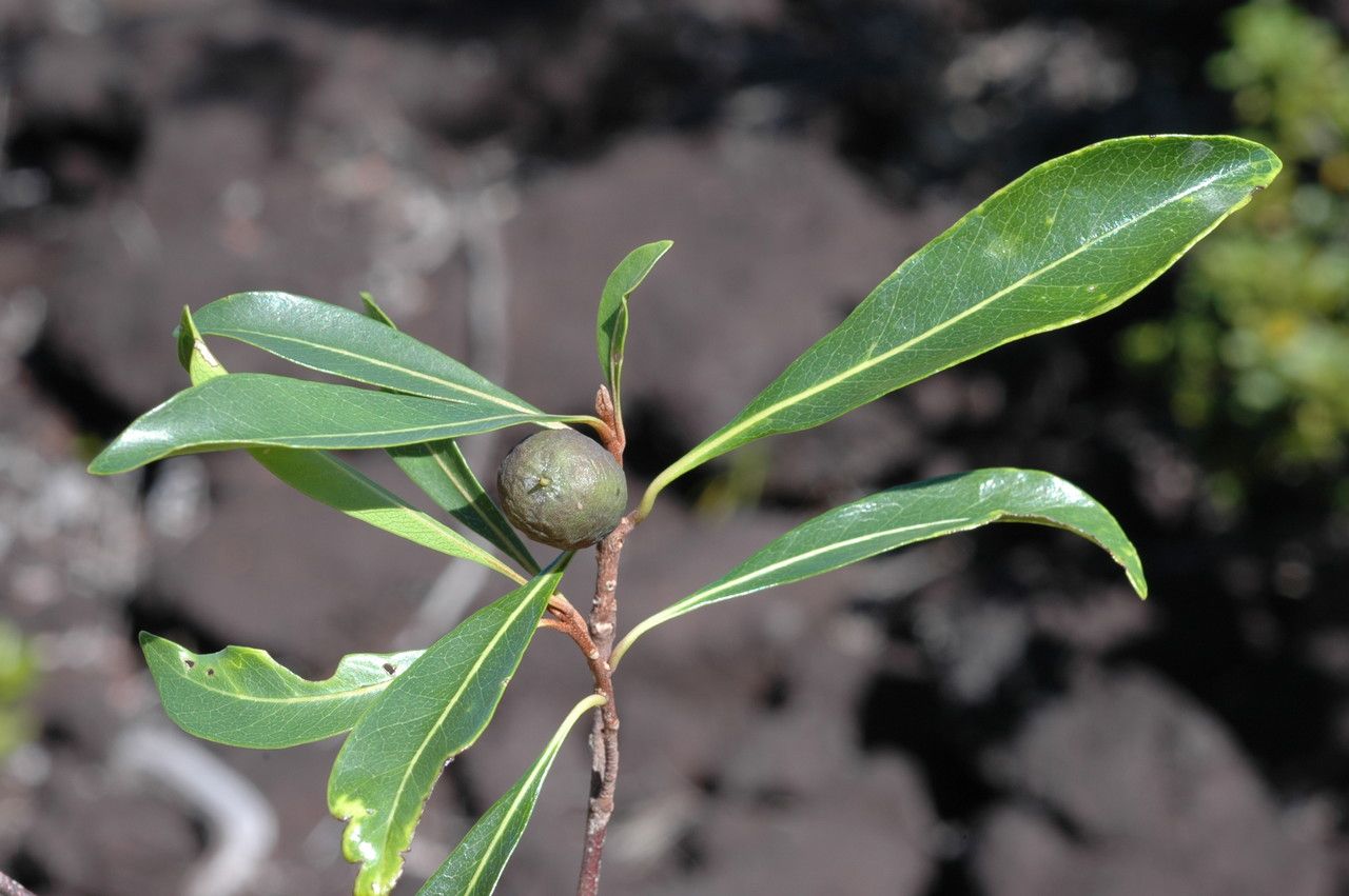 Planchonella microphylla — houseplant care guide