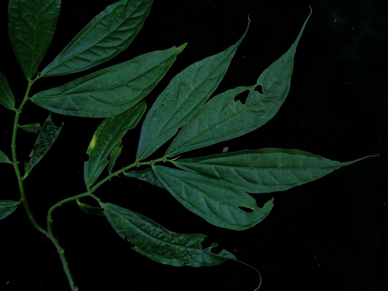 Elatostema integrifolium habit