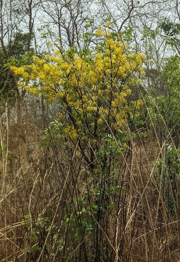 Cassia sieberiana habit