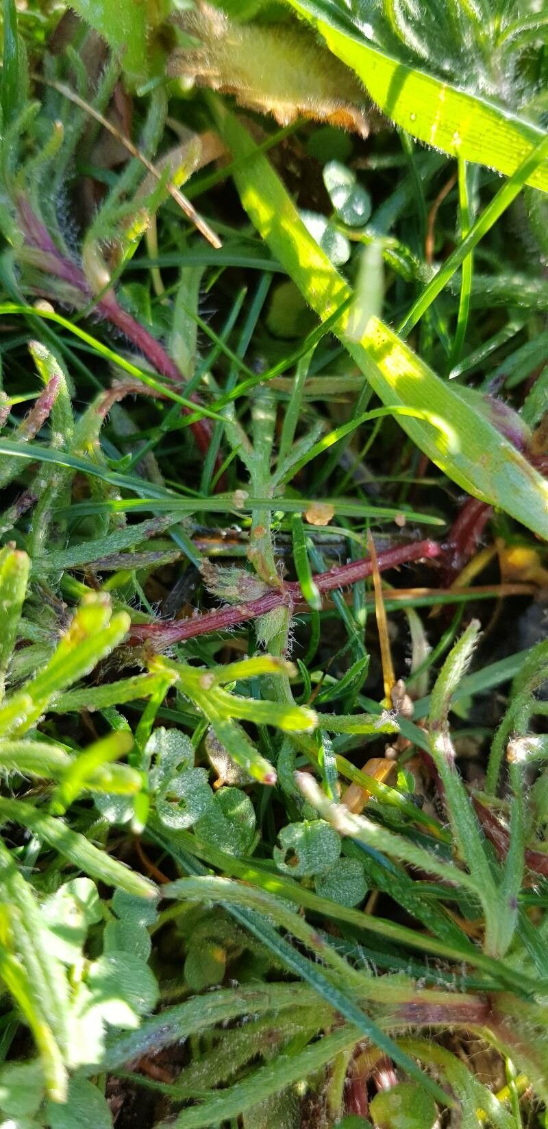 Ajuga chamaepitys bark