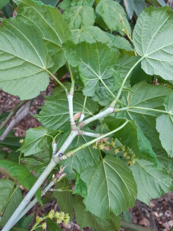 Acer tegmentosum bark