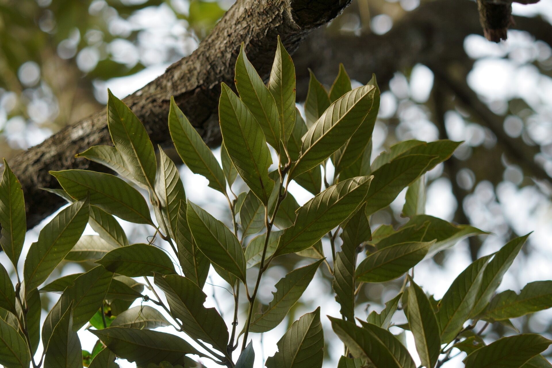 Lithocarpus irwinii — search result for 'Lithocarpus'