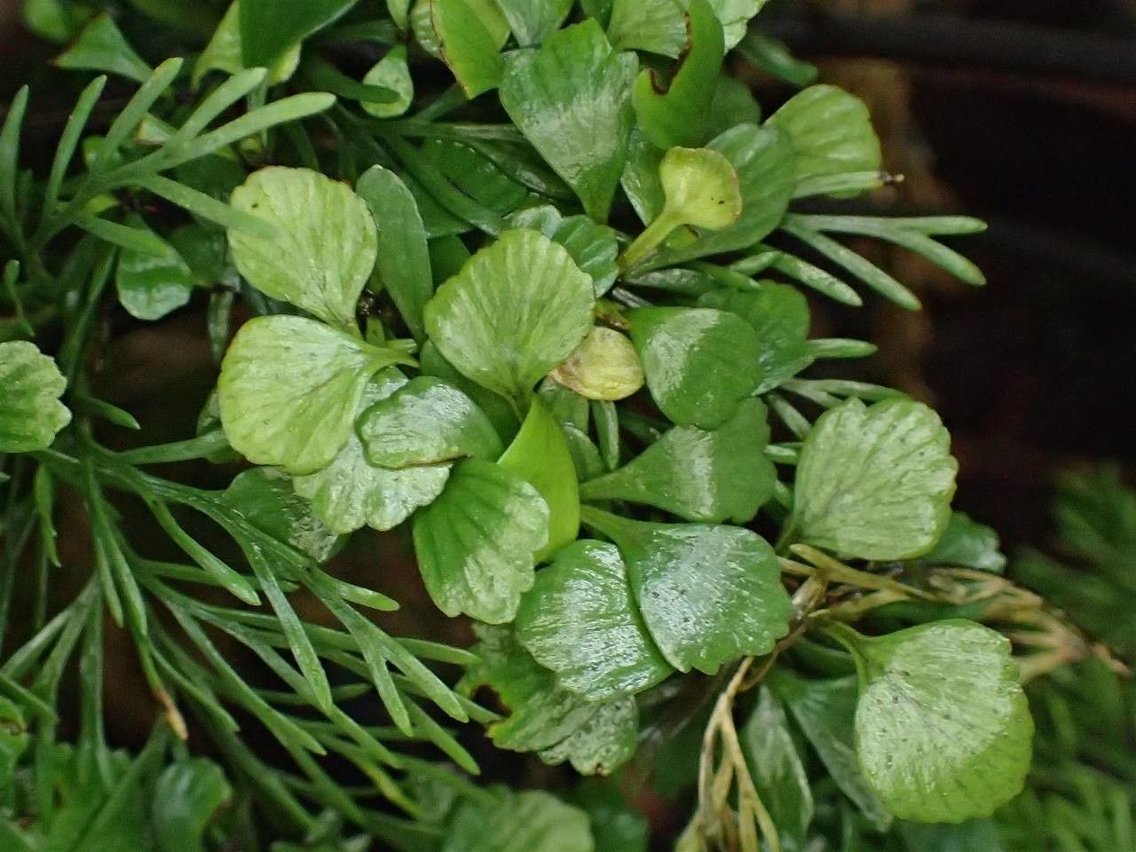 Asplenium viviparum habit