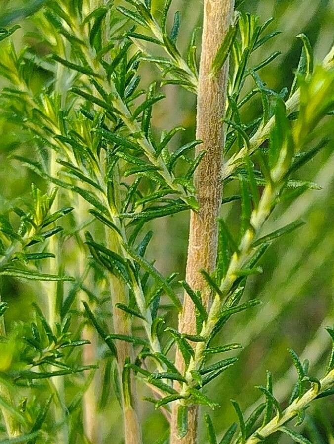 Cassinia sifton — houseplant care guide