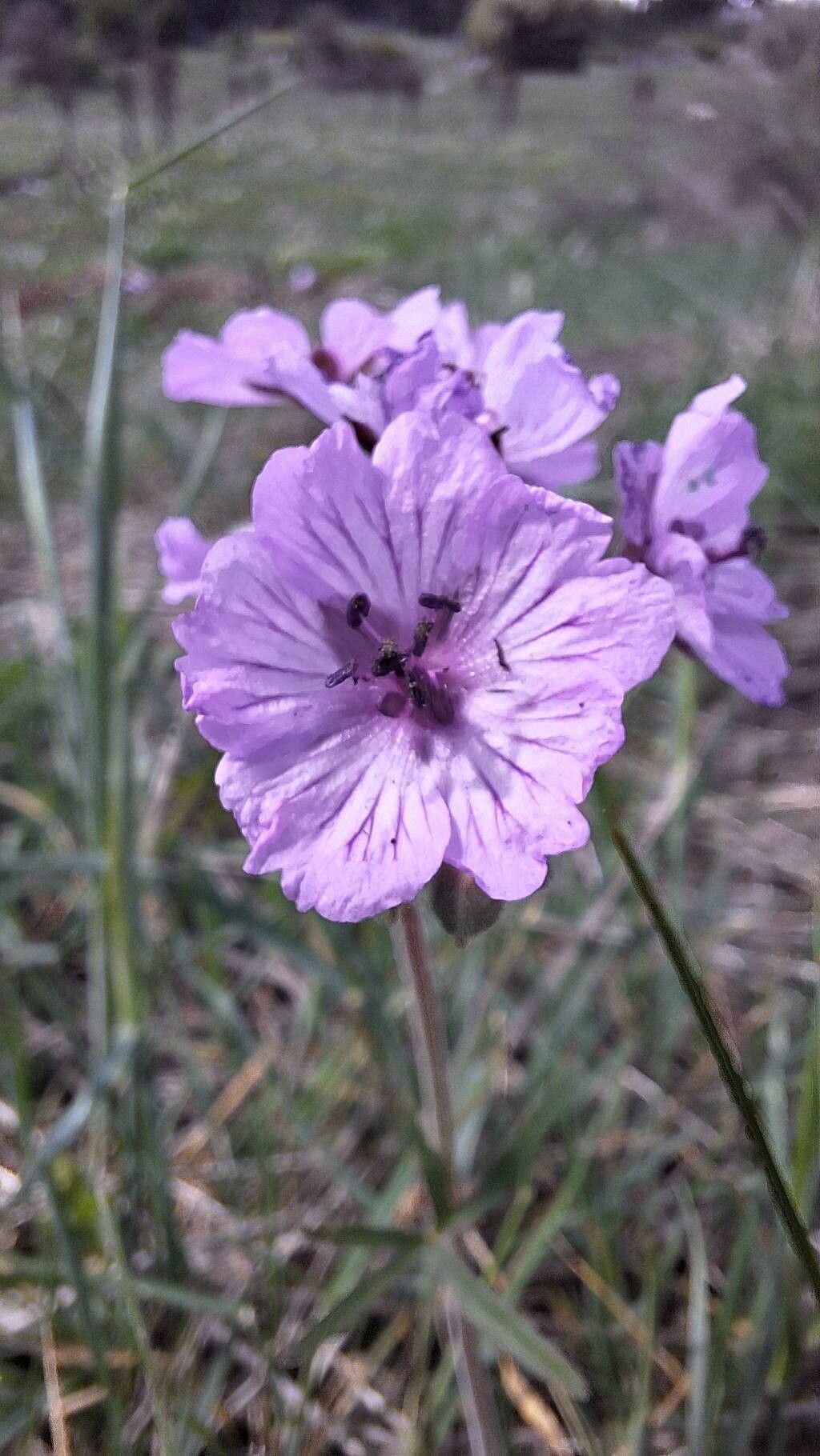 Geranium macrostylum — houseplant care guide