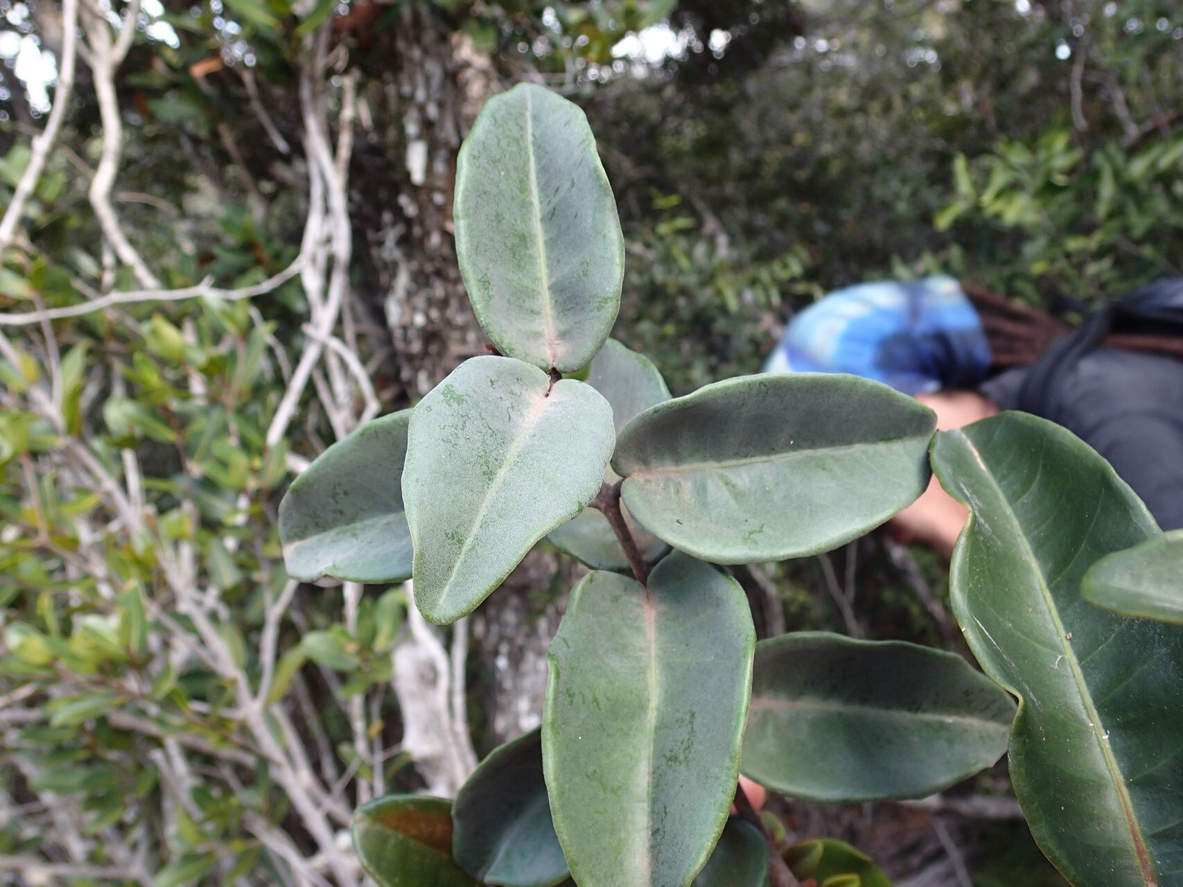 Eugenia kaalensis leaf