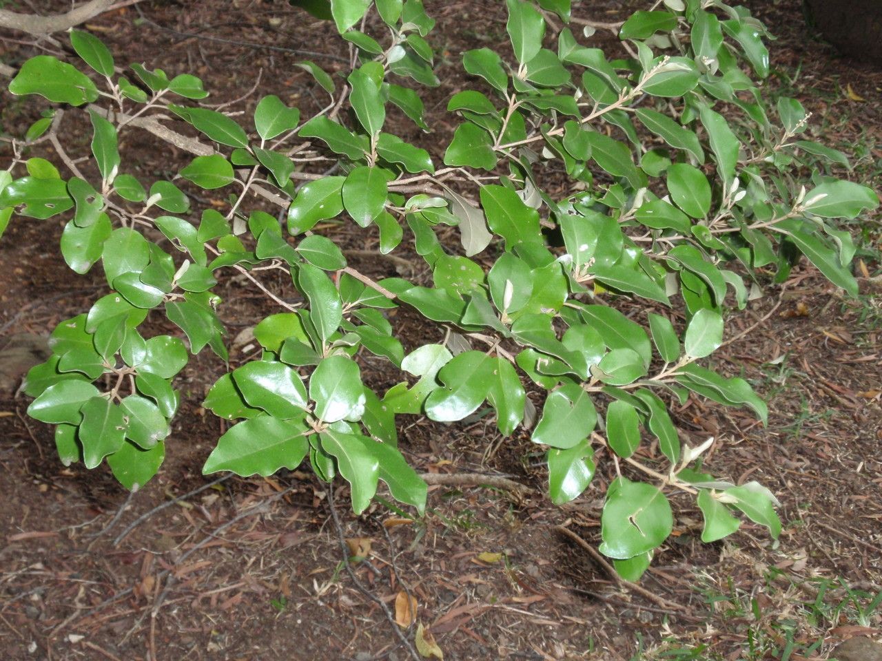 Croton insularis — search result for 'Vanuatu'